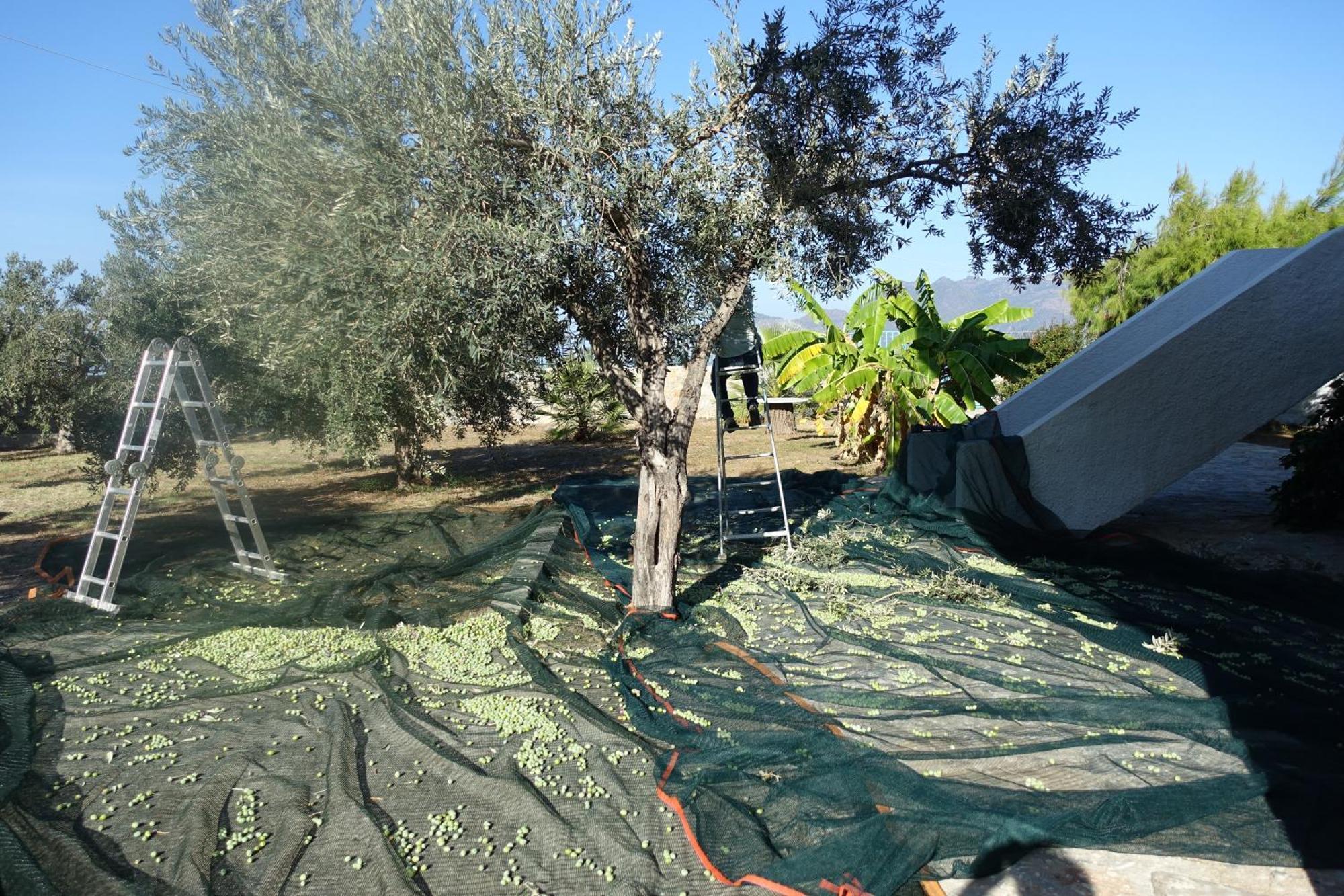Villa In Kalloni Direkt Am Meer, Tolle Aussicht Buitenkant foto